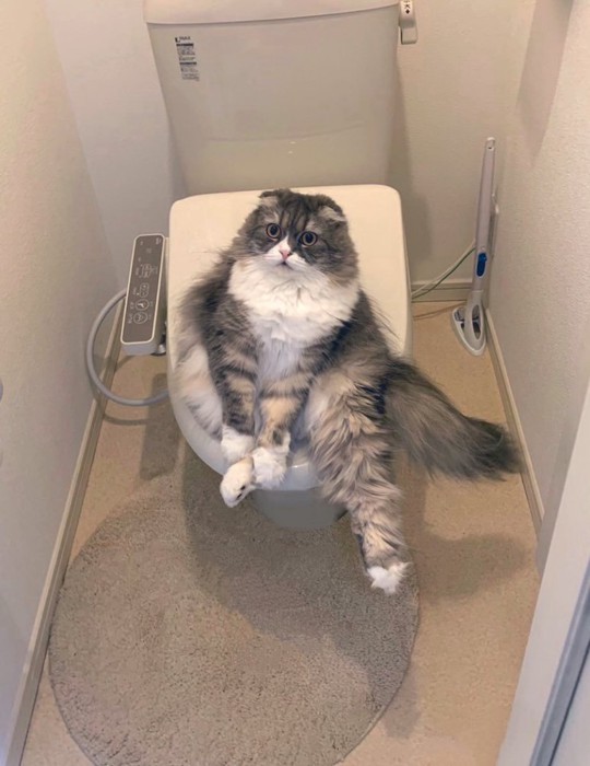 トイレに座る猫