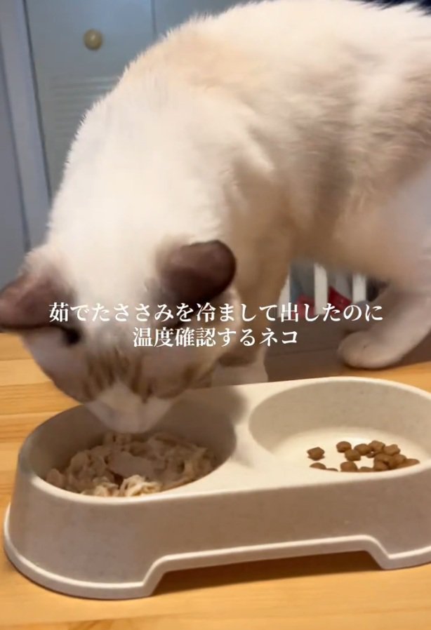 匂いを嗅ぐシェルちゃん