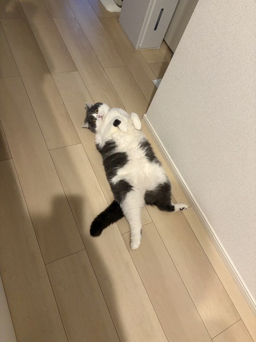 寝転がる猫