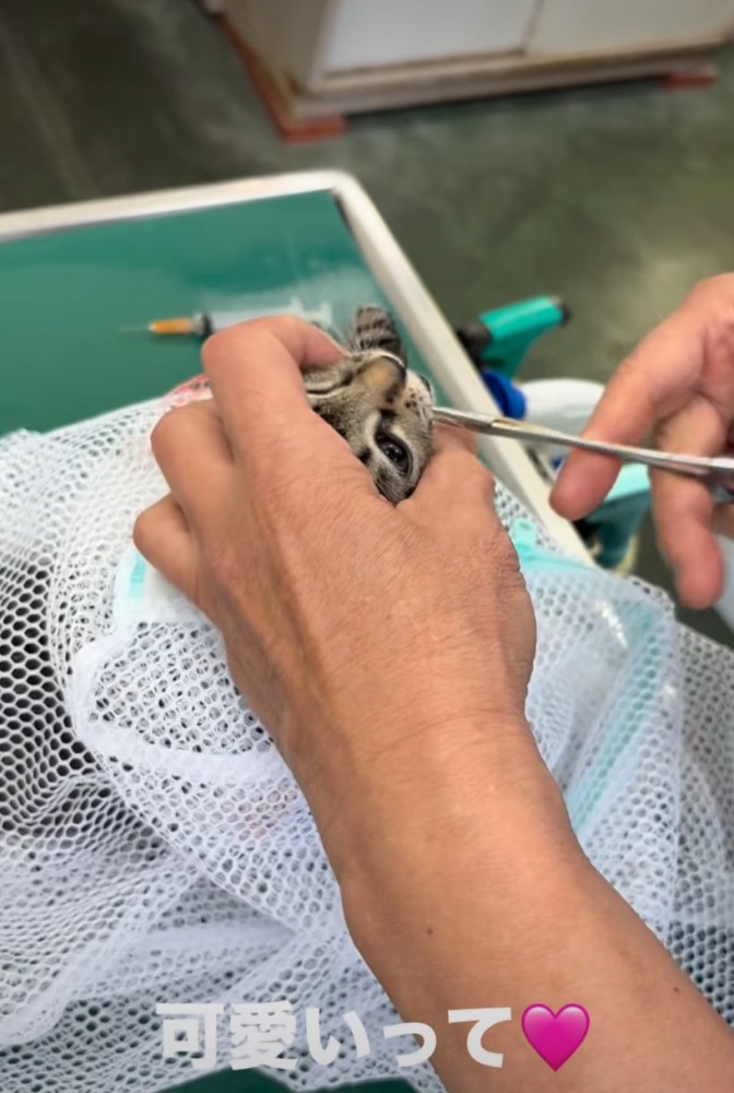 薬を口に入れられる子猫