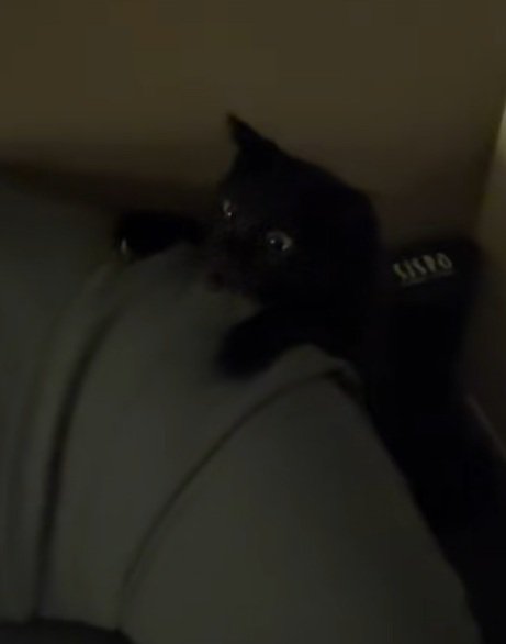 ソファーの後ろから出てくる黒猫