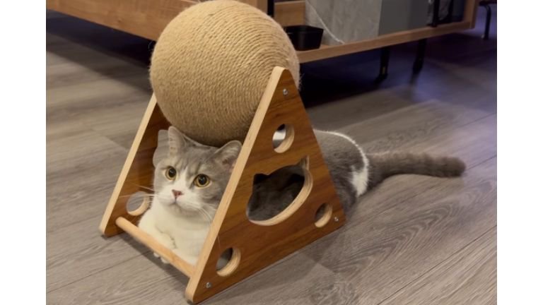 爪とぎの下の猫