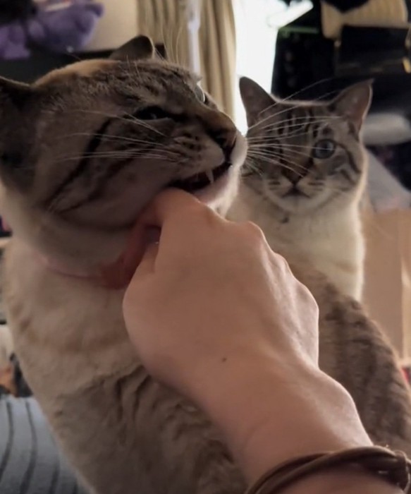 ガン見する猫