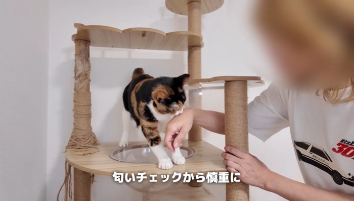 手の匂いをチェックする猫