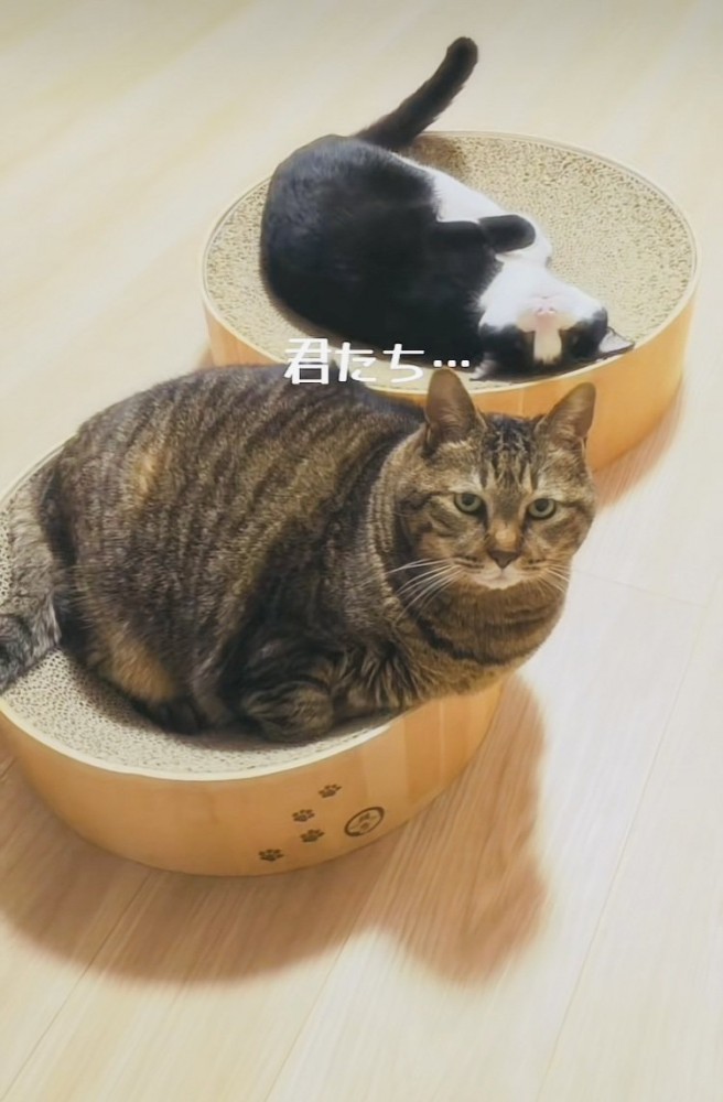 爪とぎの上でくつろぐキジトラ猫とハチワレ猫