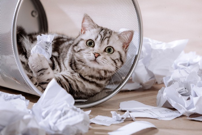 ゴミ箱をひっくり返す猫