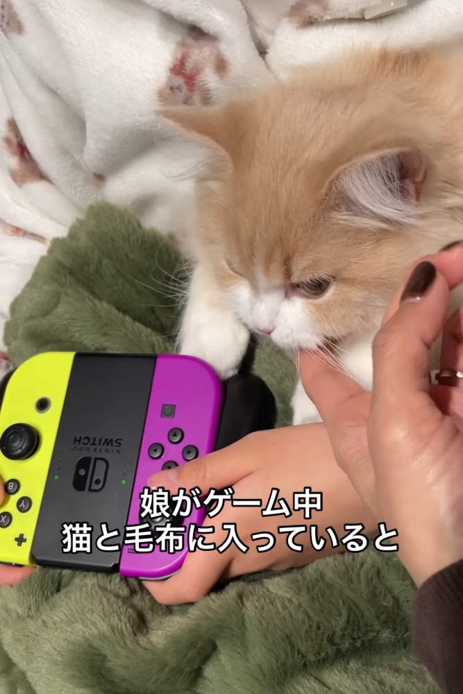 あごを指でなでられる猫