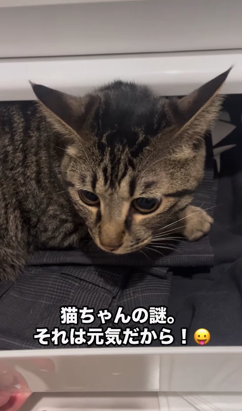 引き出しの中で画面左下を見つめる猫