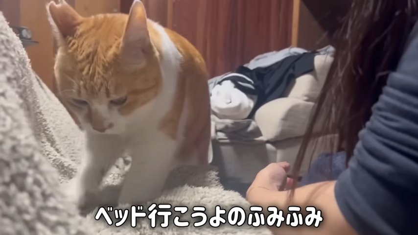 こたつ布団でフミフミする猫