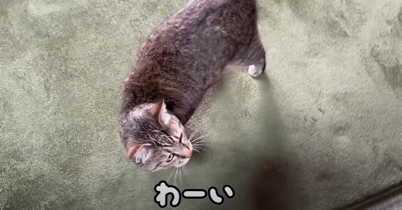 歩く猫