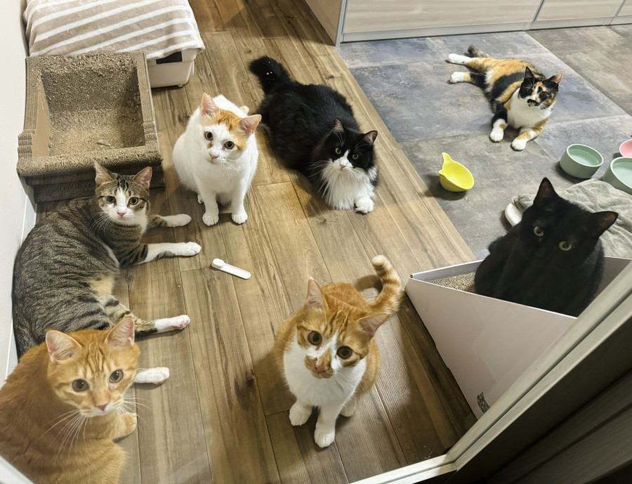 ドア前にいる猫