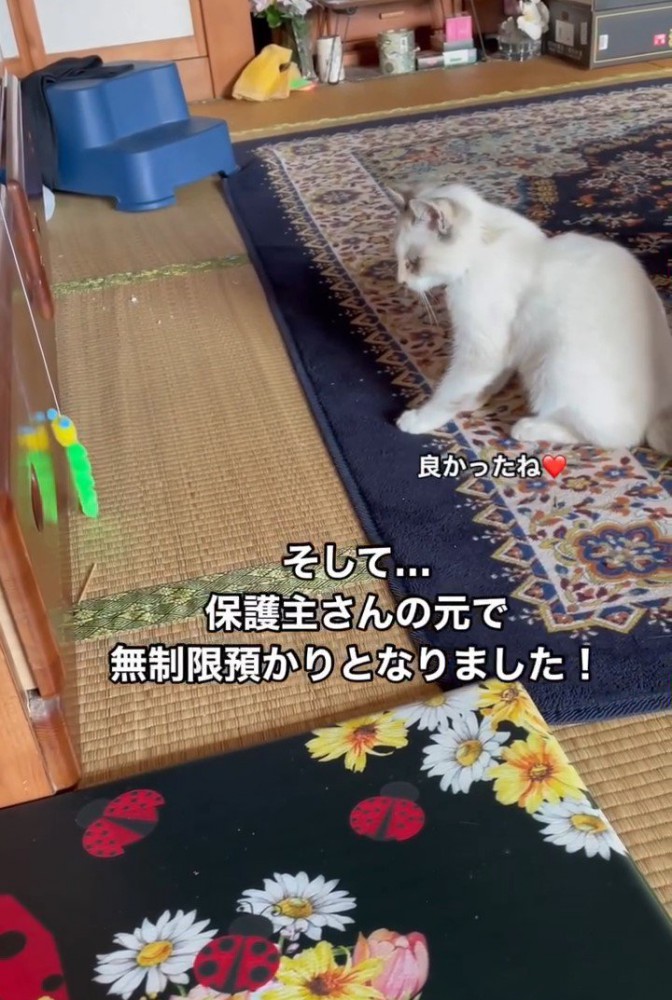 おもちゃを見て座る猫