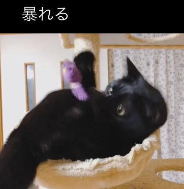 キャットタワーの上でおもちゃで遊ぶ猫