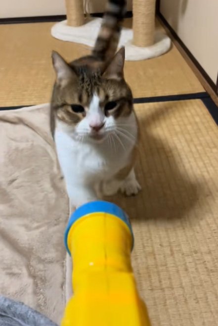 目から光がなくなるマンチカン