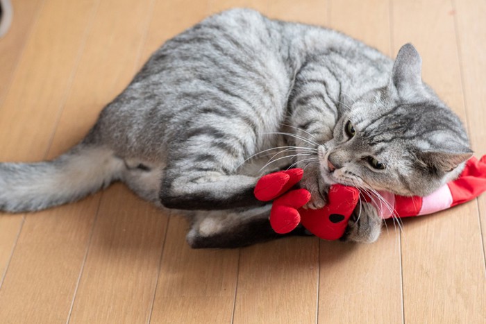 けりぐるみで遊ぶ猫