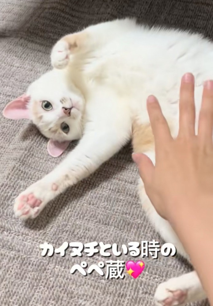 お腹を見せて甘える猫