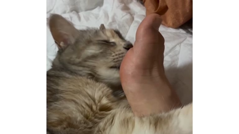 足を舐める猫
