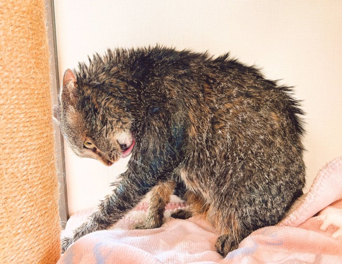 毛繕いする猫2