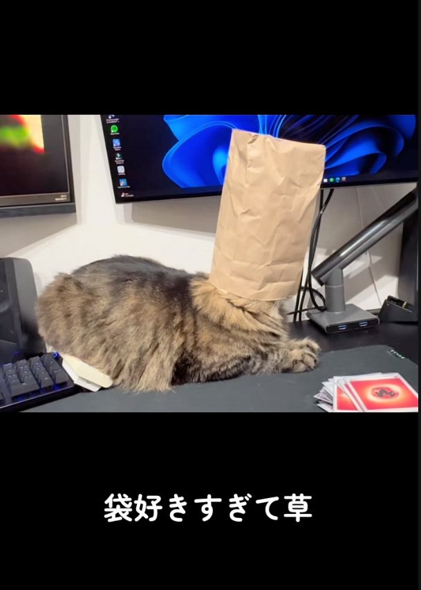被る猫