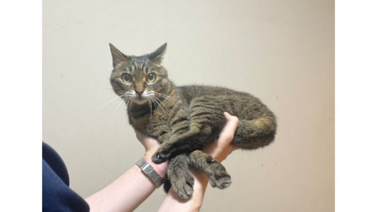 持たれている猫