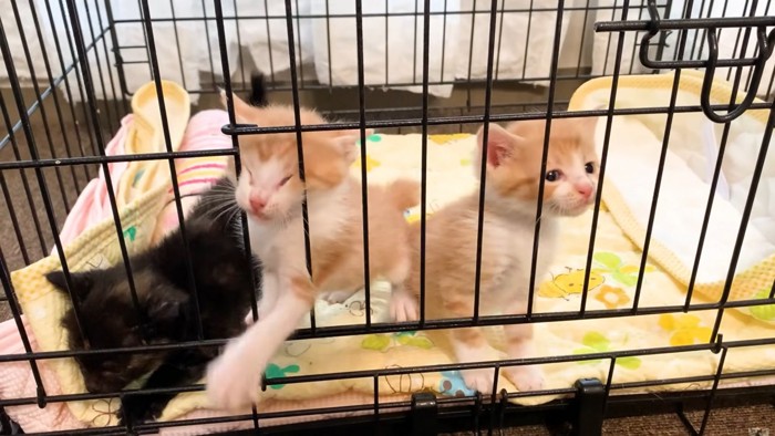 ケージから出してほしくて鳴いたり暴れたりしている子猫たちの様子