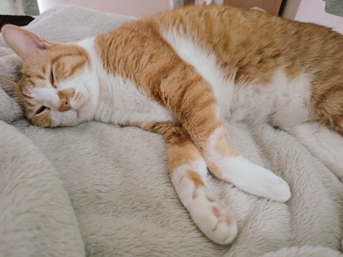 毛布の上で眠る茶白猫
