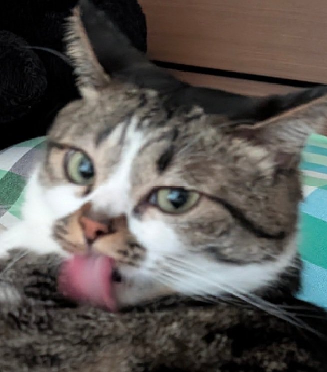 見つめる猫