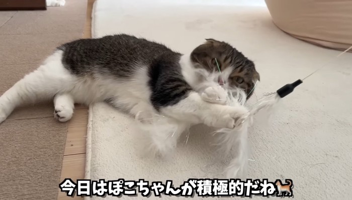 ぽこちゃんが積極的だね