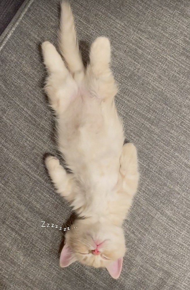 仰向けで眠るマンチカン