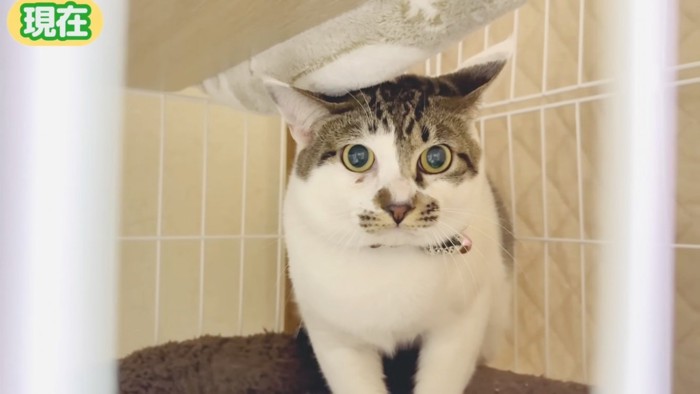 ケージの中で怯える猫