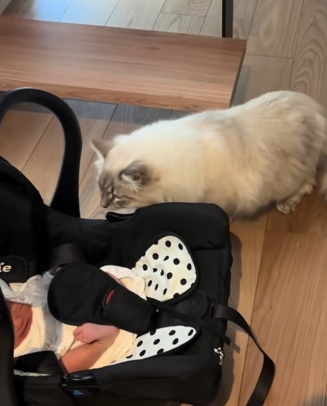 階段前で新生児を覗き込んでいる白猫