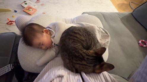 赤ちゃんを乗せた飼い主の膝の上で丸くなる猫（正面）