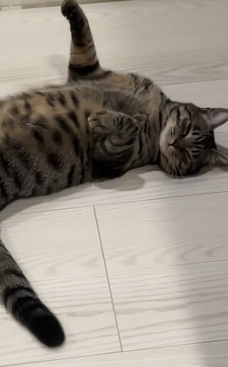 手足をのばしてろうかでへそ天で寝ている猫
