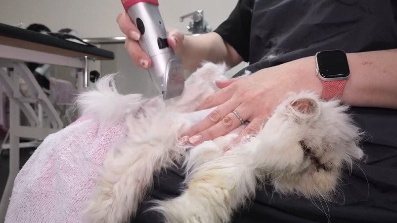 毛を刈られる猫