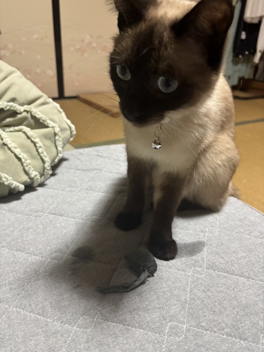 おこげちゃんとネズミのおもちゃ