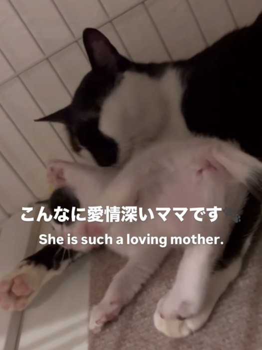 子猫を毛づくろいする母猫