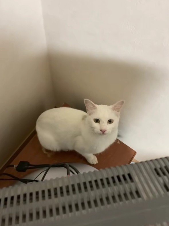 テレビの裏の白猫