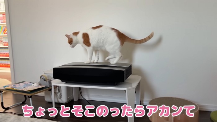 スピーカーに登る師匠