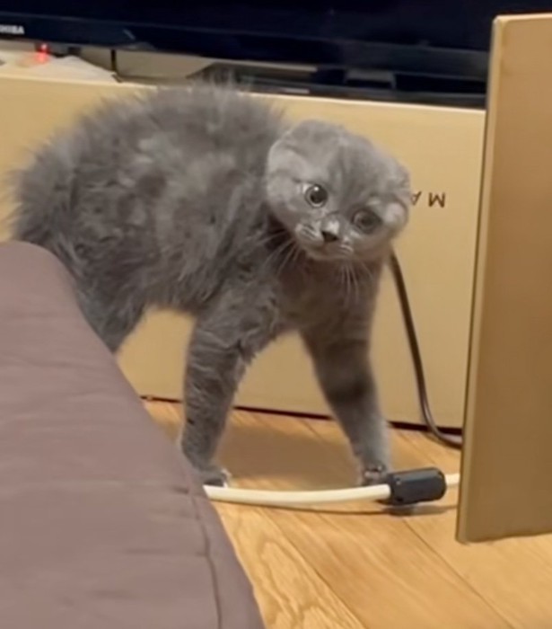 体を硬直させる子猫