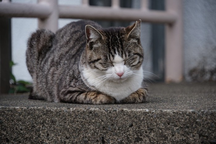 キジトラ柄のハチワレ猫