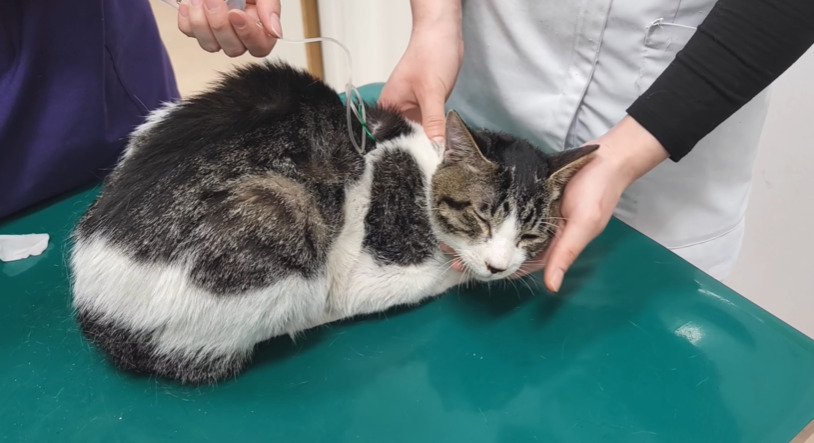 病院で処置を受ける子猫