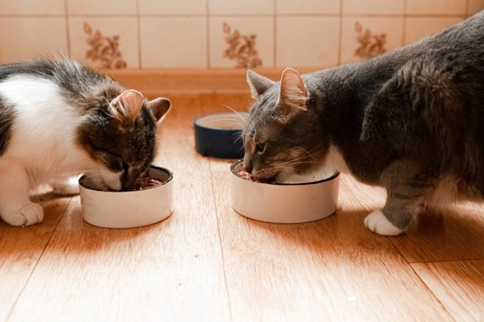 食事する二匹の猫