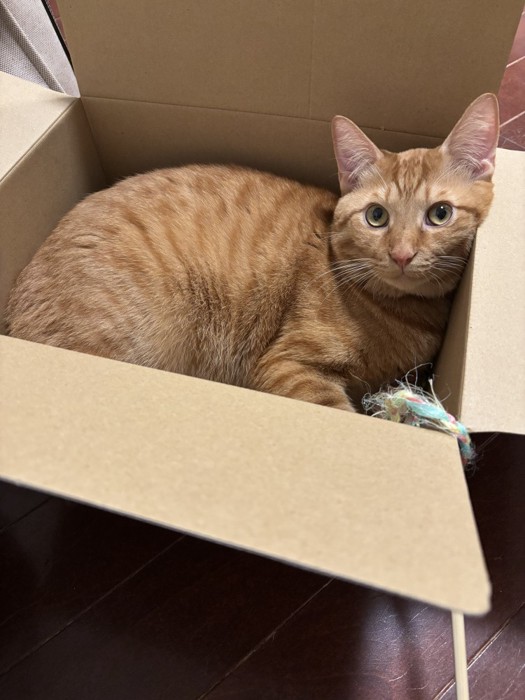 ダンボールに入っている茶トラ猫