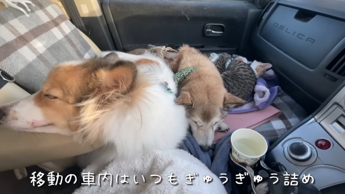 車に乗る犬と猫