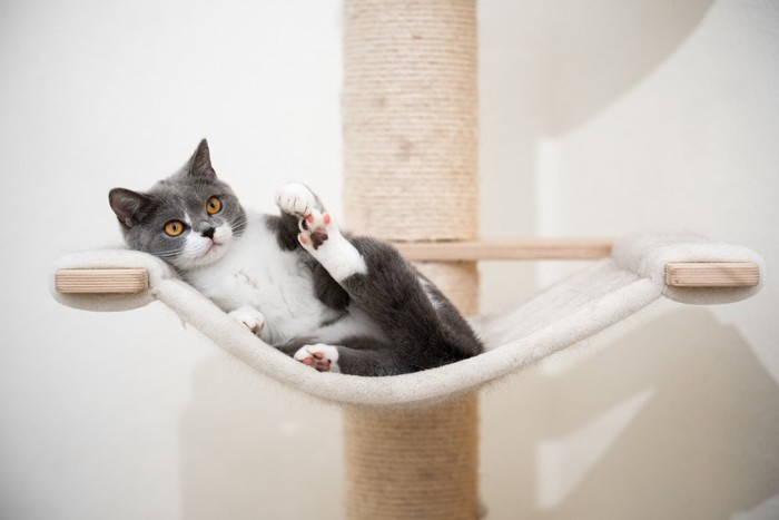 キャットタワーのハンモックに乗る猫