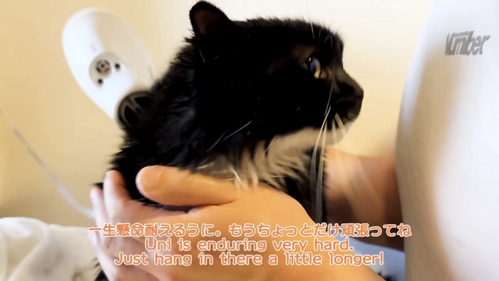 「一生懸命耐えるうに…」のテロップ写真