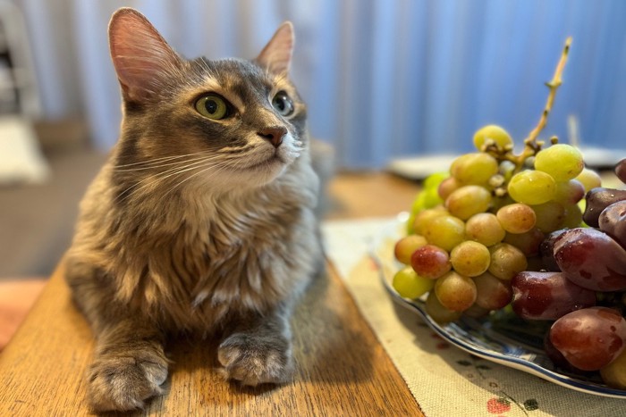 猫とブドウ