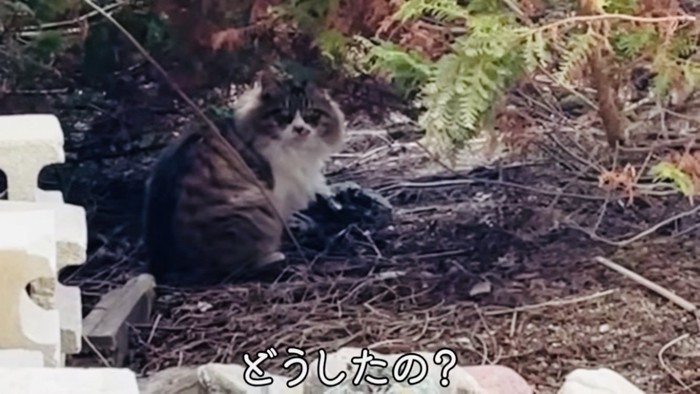 フェンスの外からママのほうを見つめる長毛猫