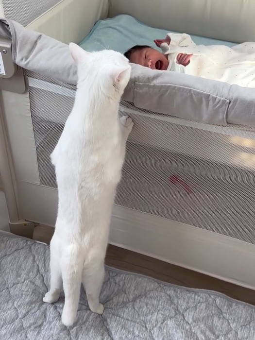 ベビーベッドをのぞく猫の後ろ姿