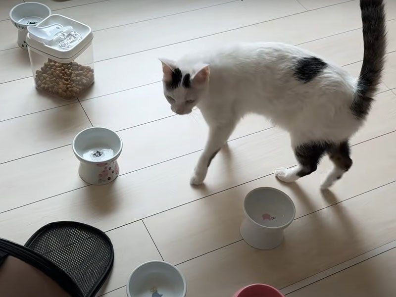 食器と猫